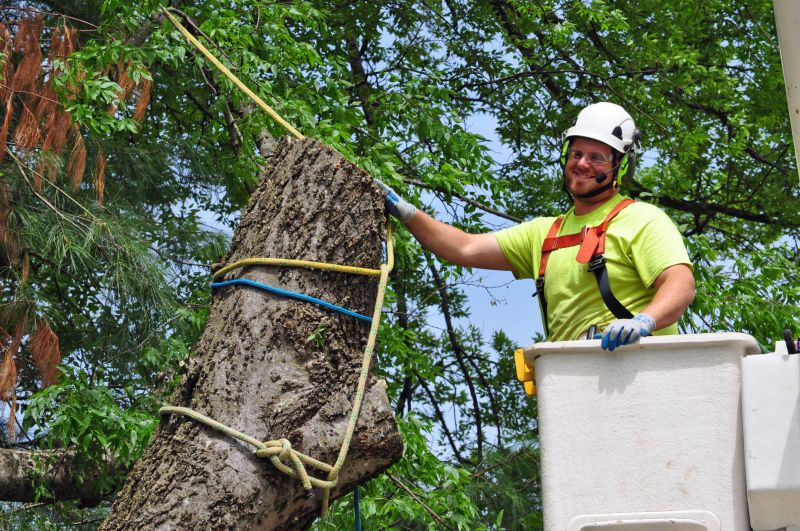 Local Tree Branch Removal pros at work