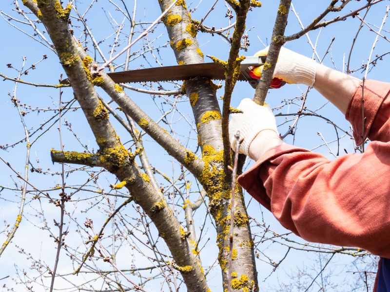 Contact About Tree Branch Removal