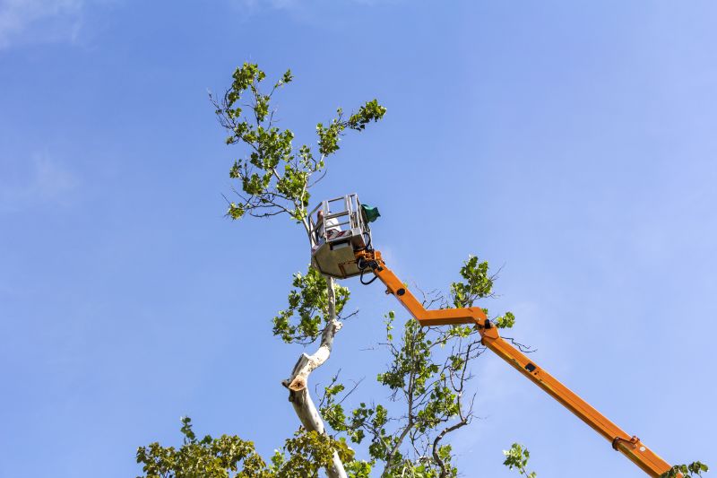 Tree Branch Removal
