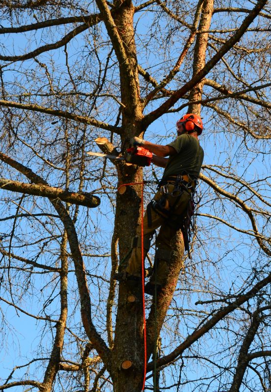 Tree Branch Removal
