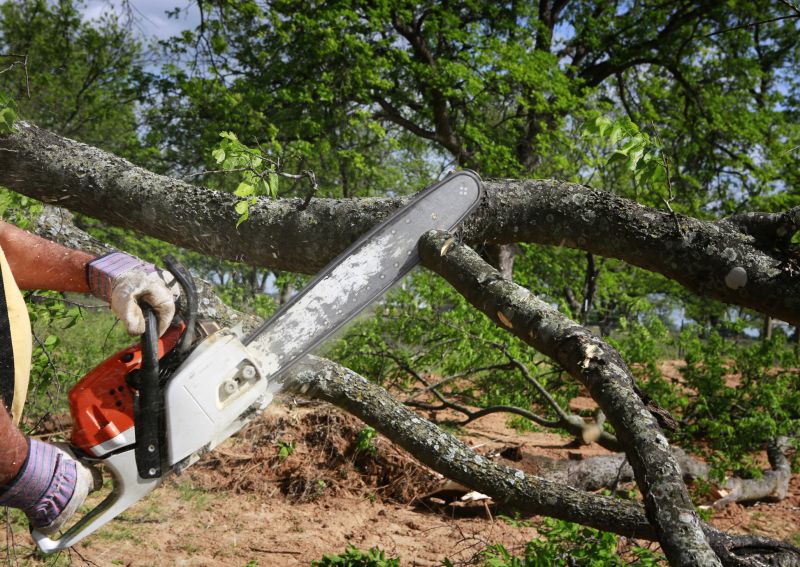 Products For Tree Branch Removals in use