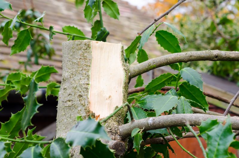 Hazardous Branch Removal