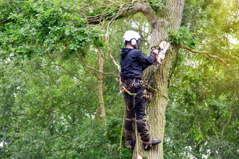 Arborist Inspecting a Tree