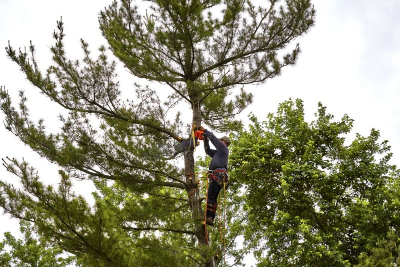 Arborist Performing Pruning