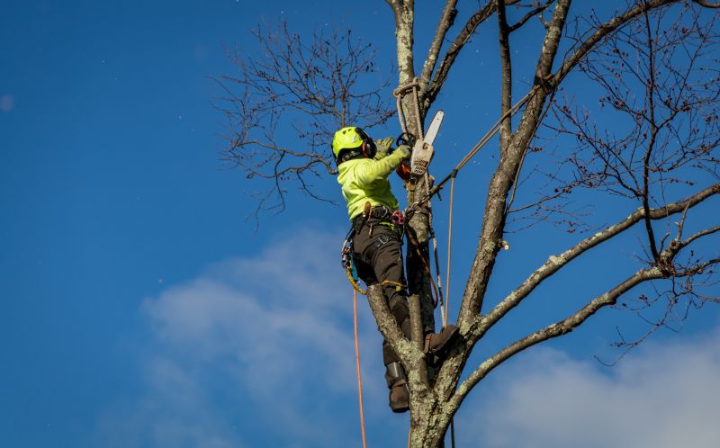tree branch removal